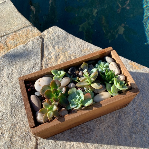 Wooden Succulent Box - Picture 2 of 3